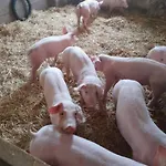 Campo de lujo Holz Faessla Wolframs-Eschenbach