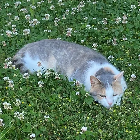 Holz Faessla Campo de lujo Wolframs-Eschenbach
