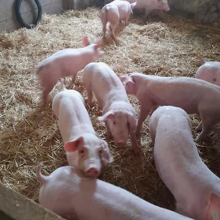 Campo de lujo Holz Faessla Wolframs-Eschenbach
