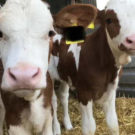 Luxury tent Holz Faessla Wolframs-Eschenbach